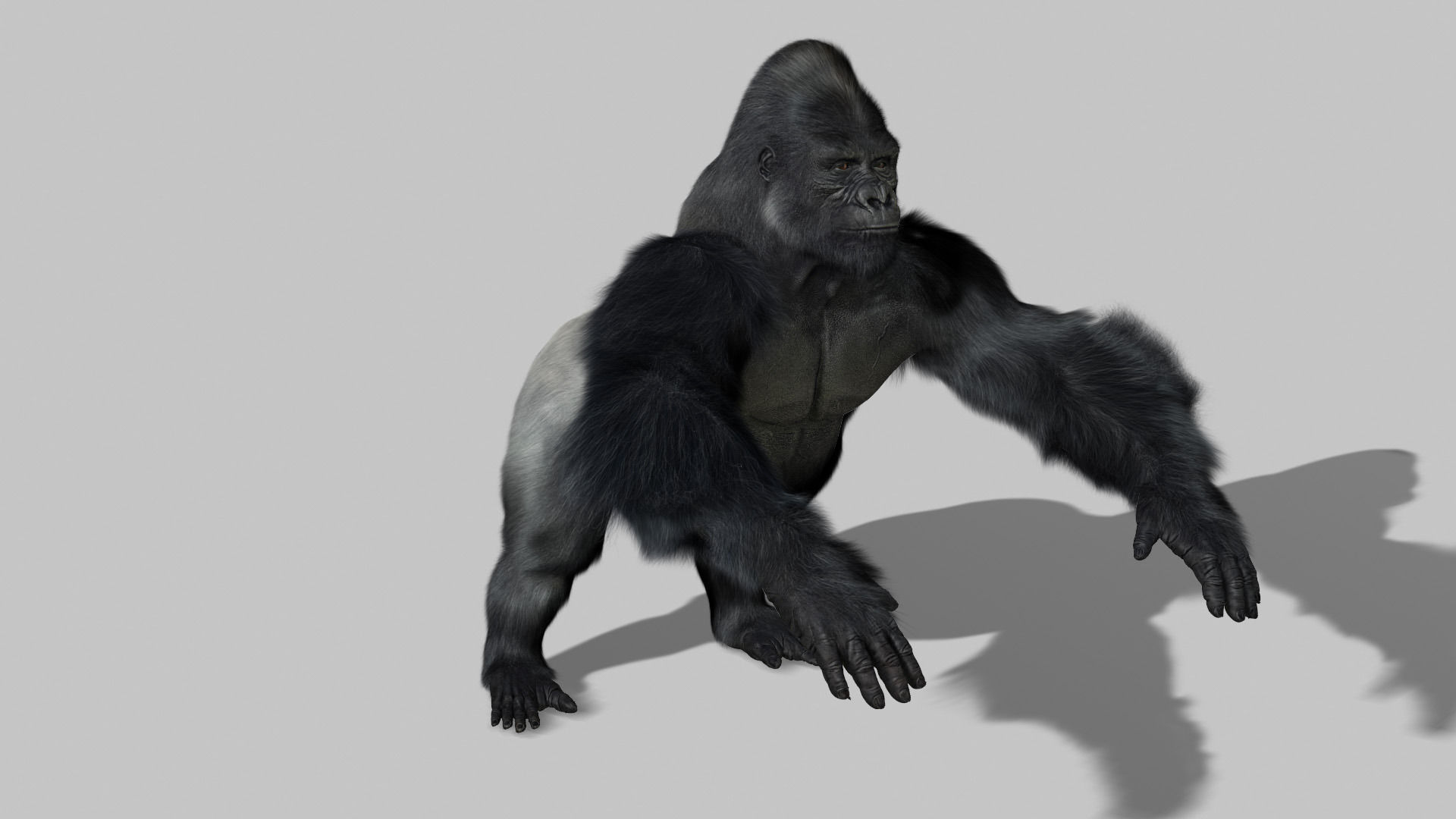 Gorilla 3D model_1