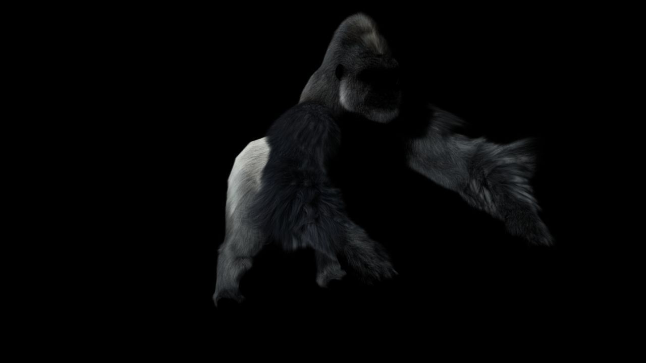 Gorilla 3D model_5
