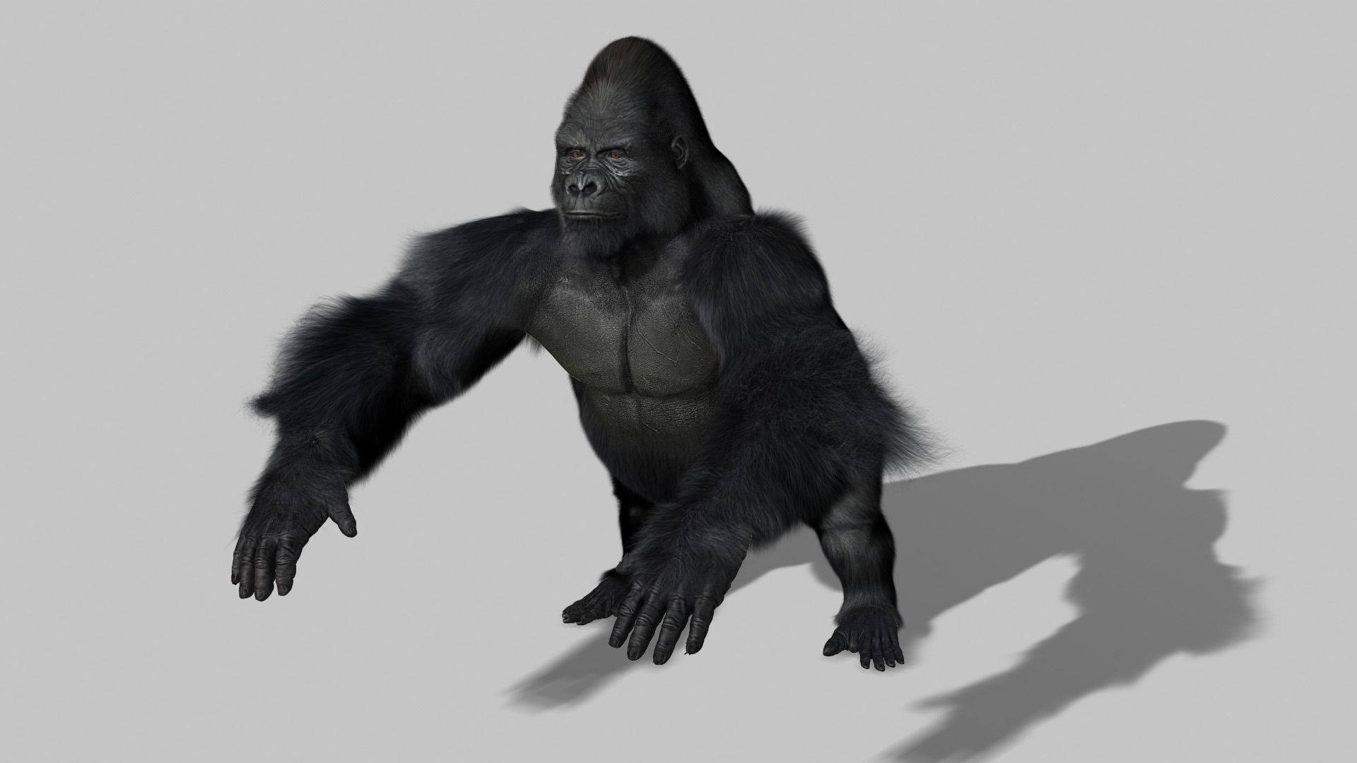 Gorilla 3D model_4