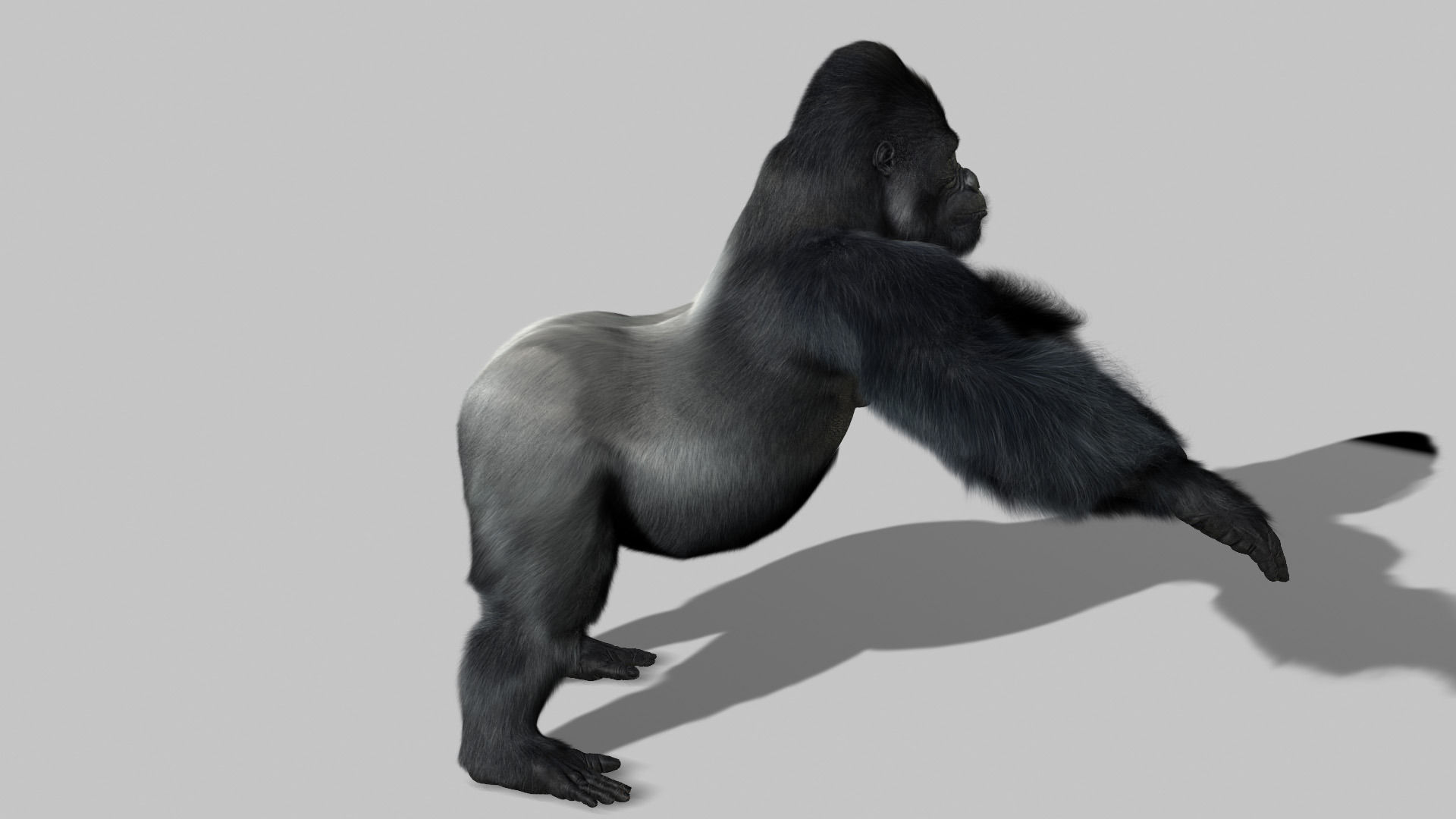 Gorilla 3D model_2