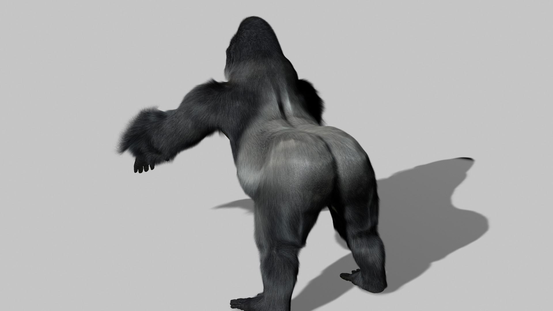 Gorilla 3D model_3
