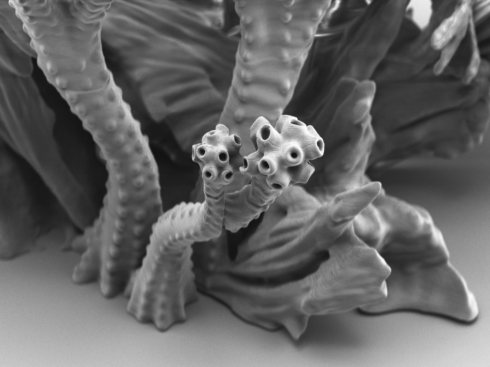 Alien plant collection 3D print model_21