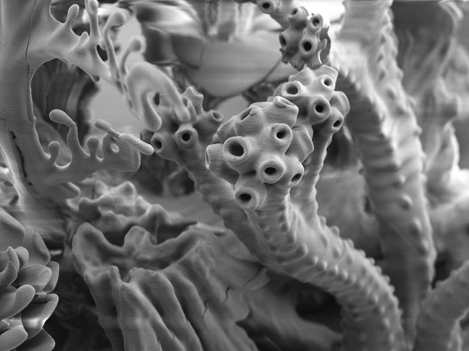 Alien plant collection 3D print model_20