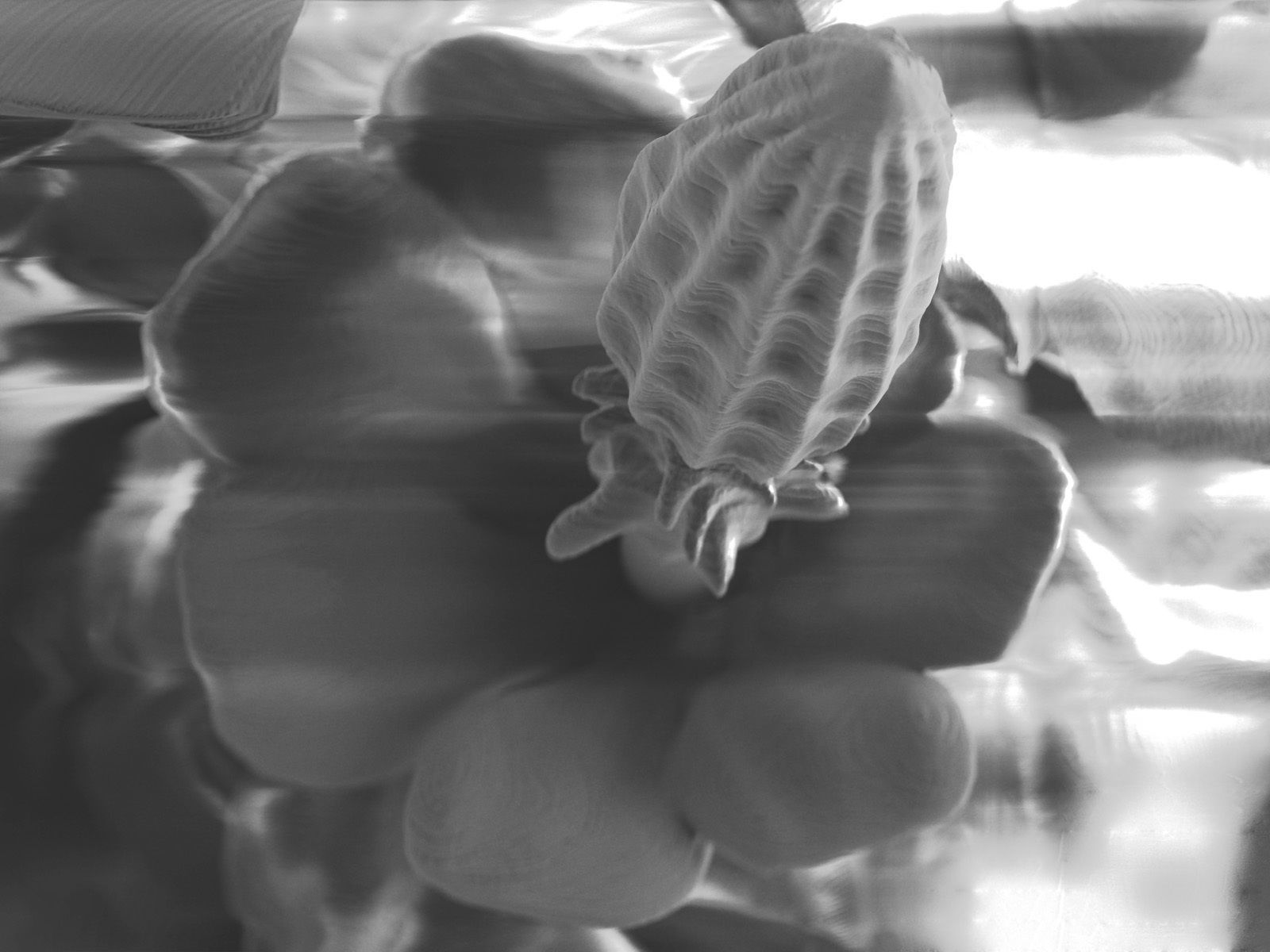 Alien plant collection 3D print model_25