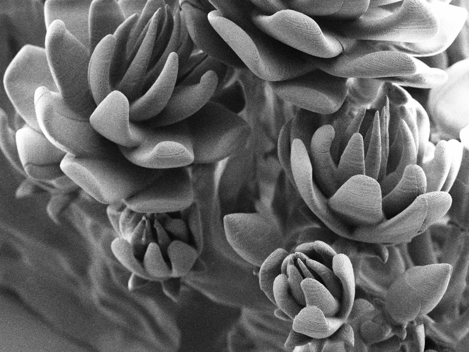 Alien plant collection 3D print model_26