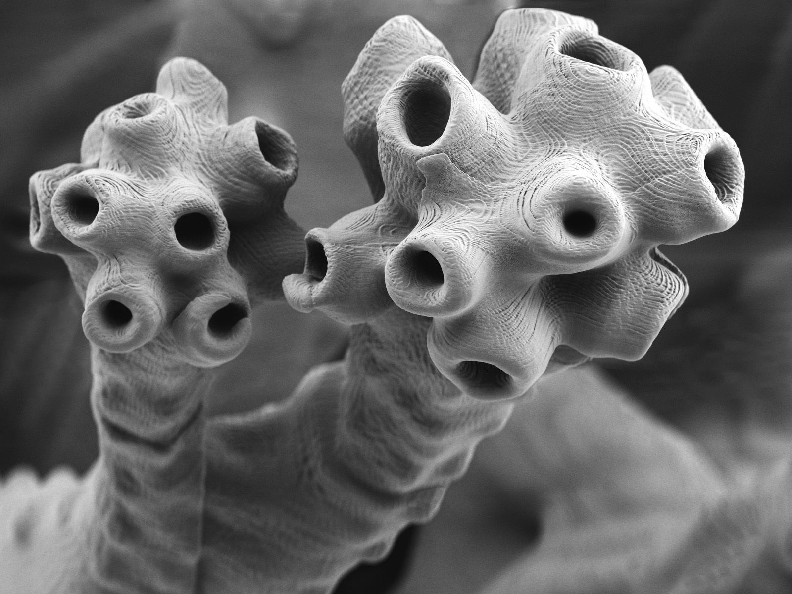 Alien plant collection 3D print model_22