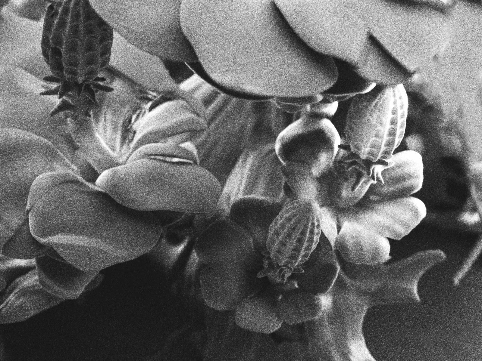 Alien plant collection 3D print model_24