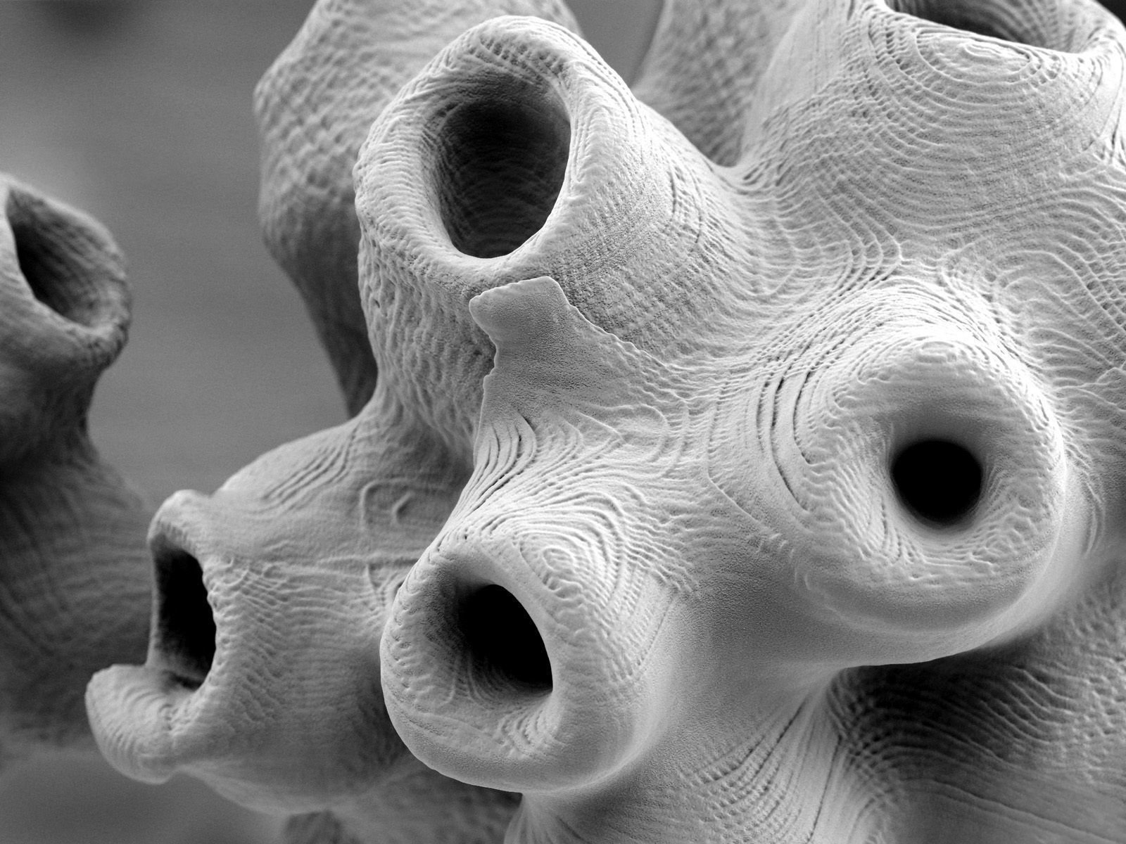 Alien plant collection 3D print model_23