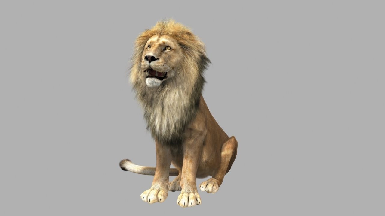 Lion animation 3D model_12