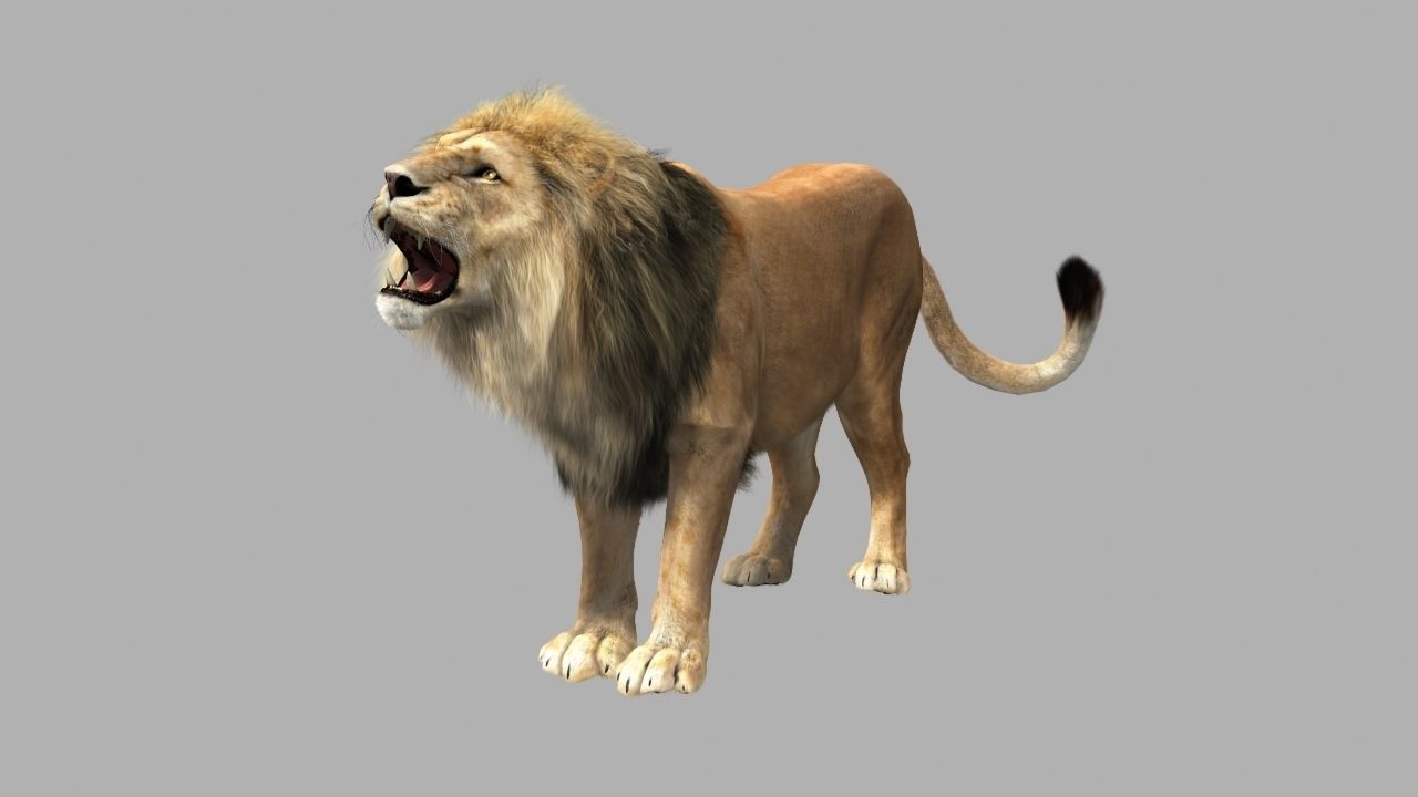 Lion animation 3D model_10