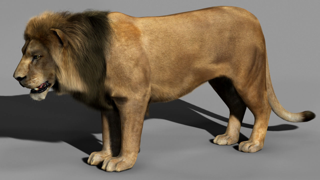 Lion animation 3D model_5