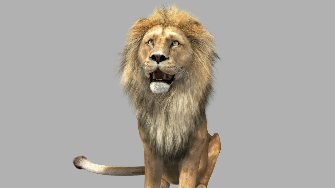 Lion animation 3D model_11
