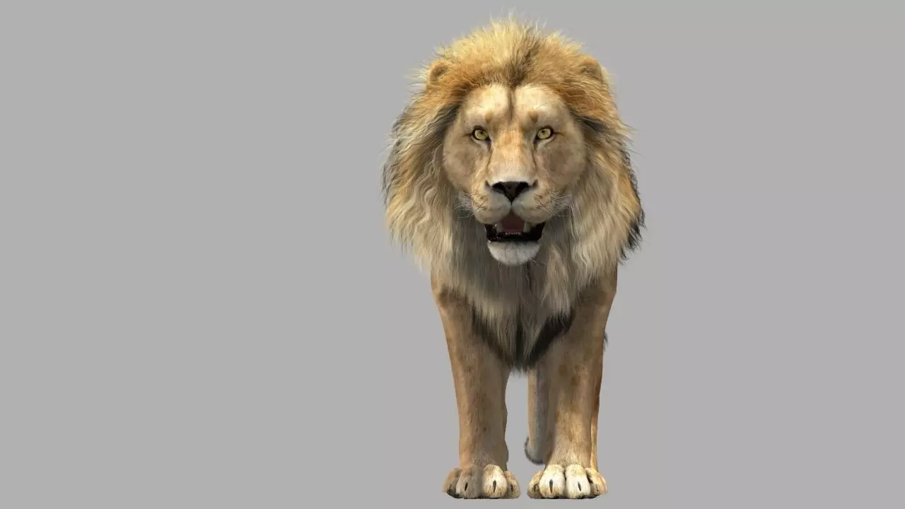 Lion animation 3D model_0