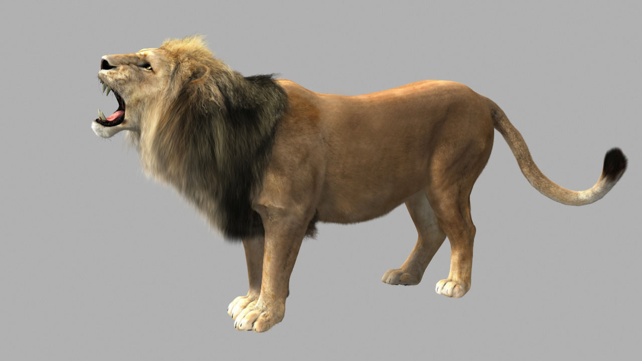 Lion animation 3D model_9