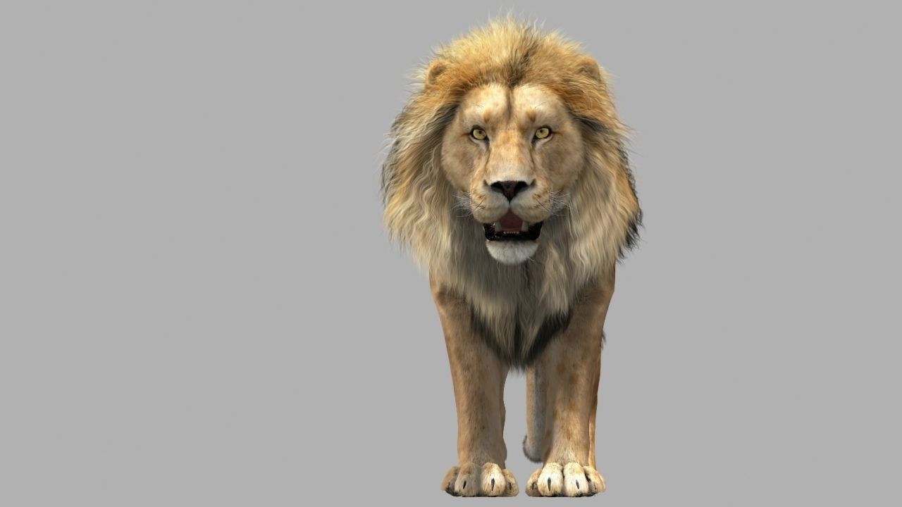 Lion animation 3D Model animated rigged MAX