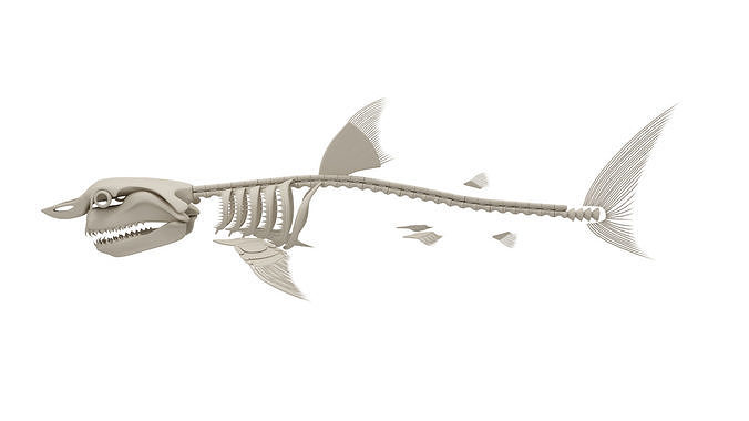  Great White Shark Anatomy