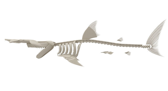 Hammerhead Shark Anatomy