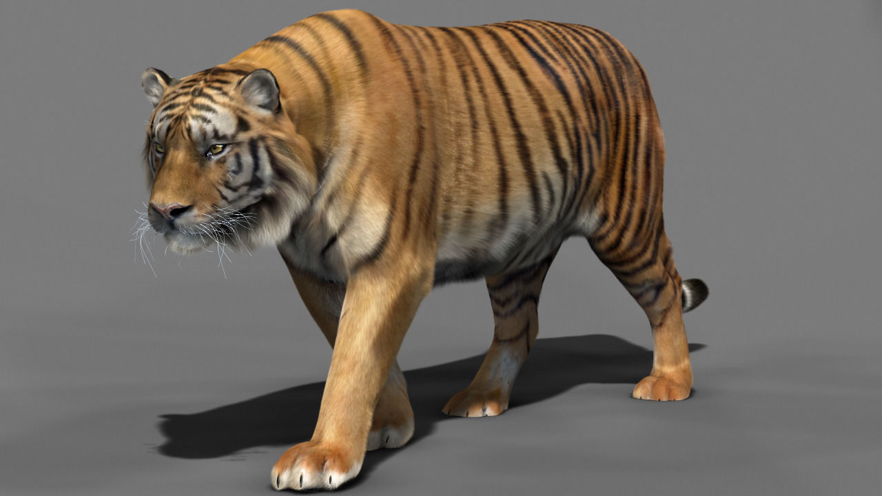 Tiger 3D model_2