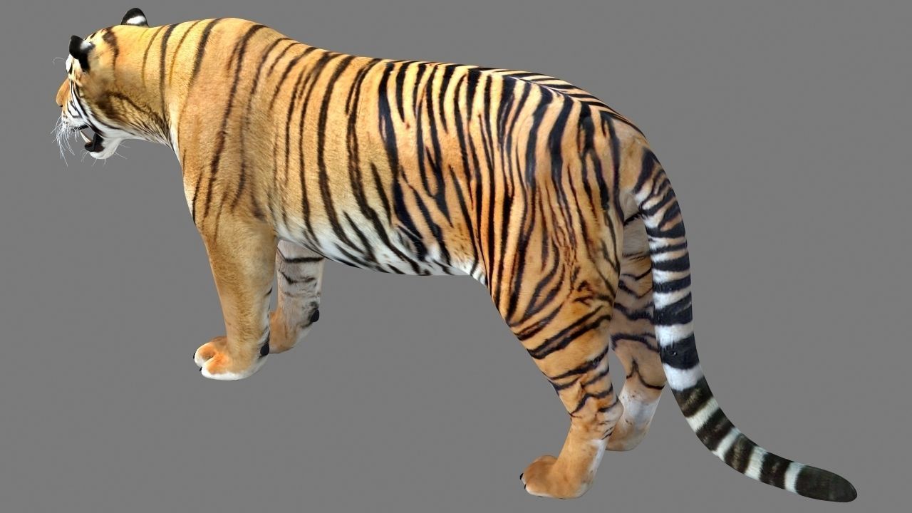 Tiger 3D model_7