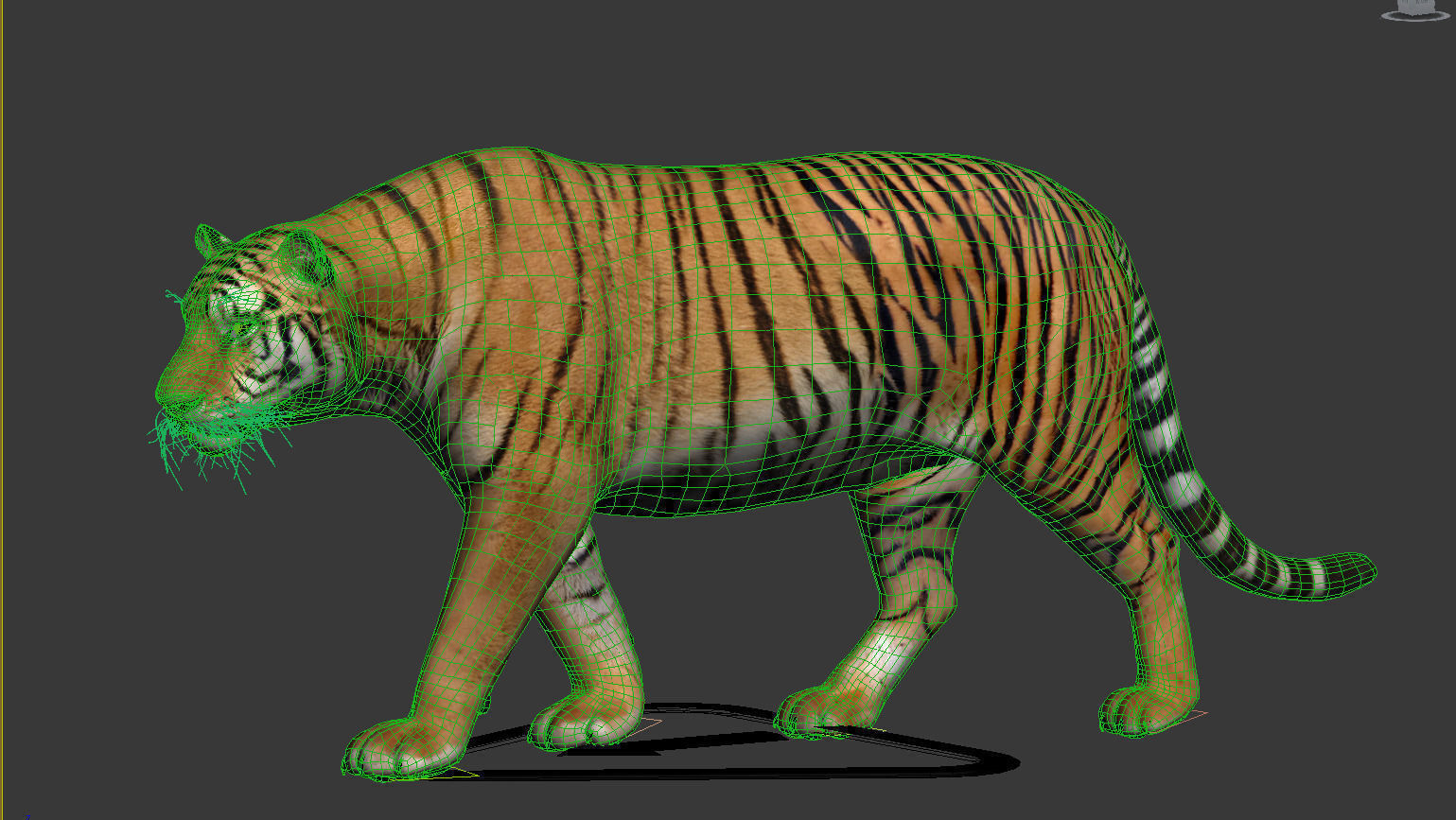 Tiger 3D model_9