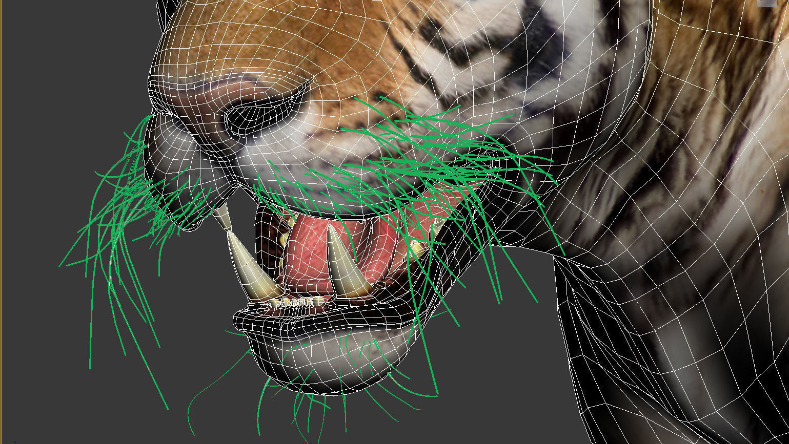 Tiger 3D model_8