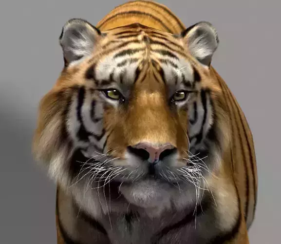 Tiger 3D model