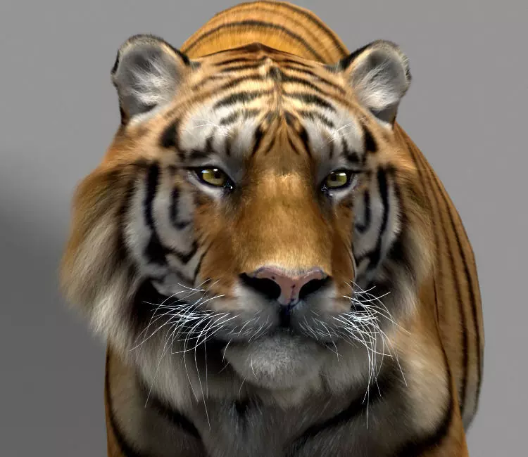 Tiger 3D model_0