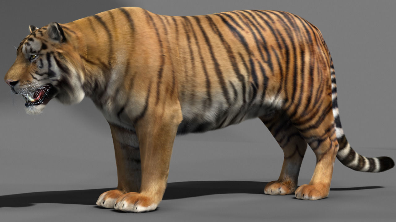 Tiger 3D model_3
