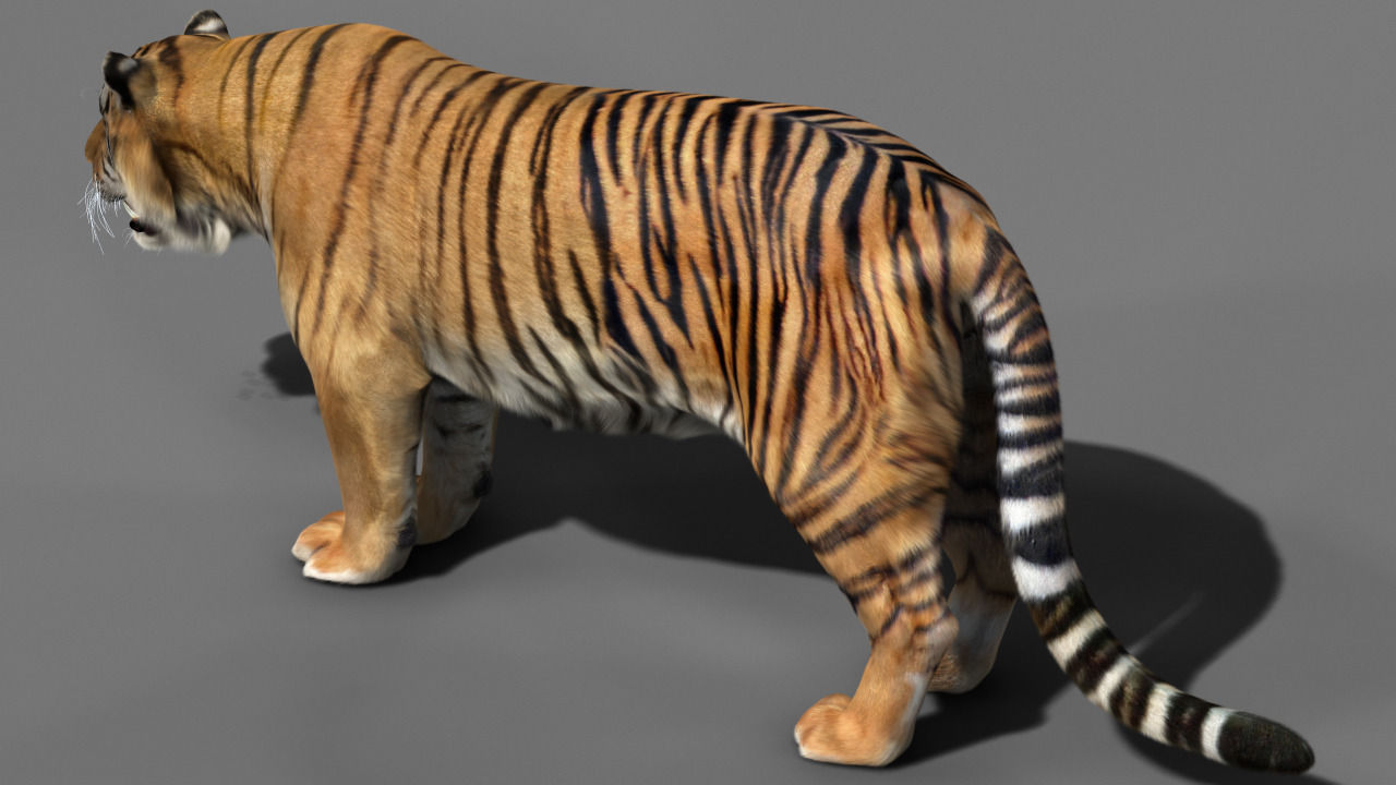Tiger 3D model_4