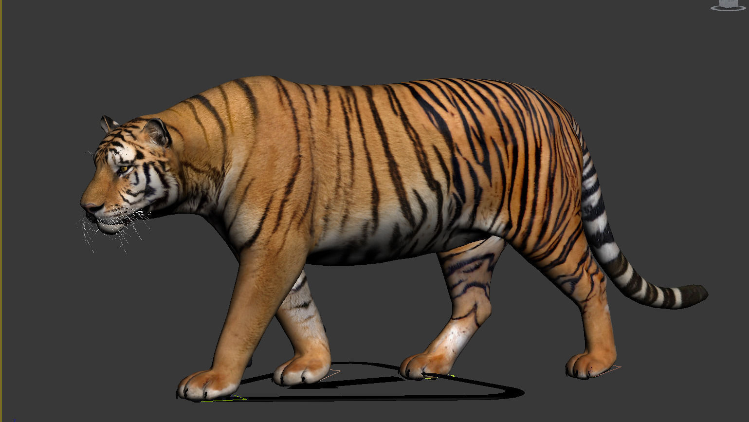 Tiger 3D model_6