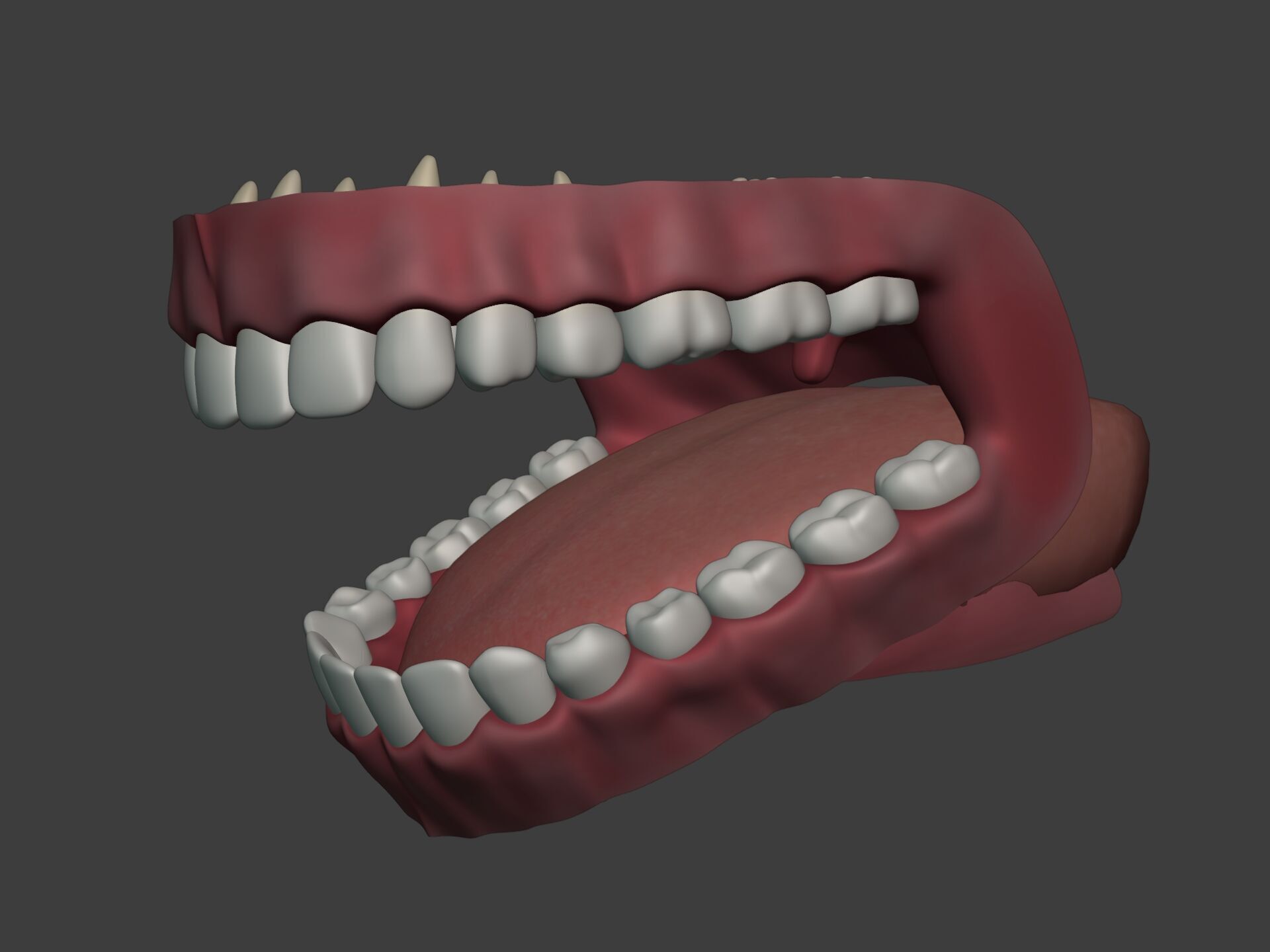 Lips - Mouth - Teeth - Human Anatomy -- Rigged Low-poly 3D model_14