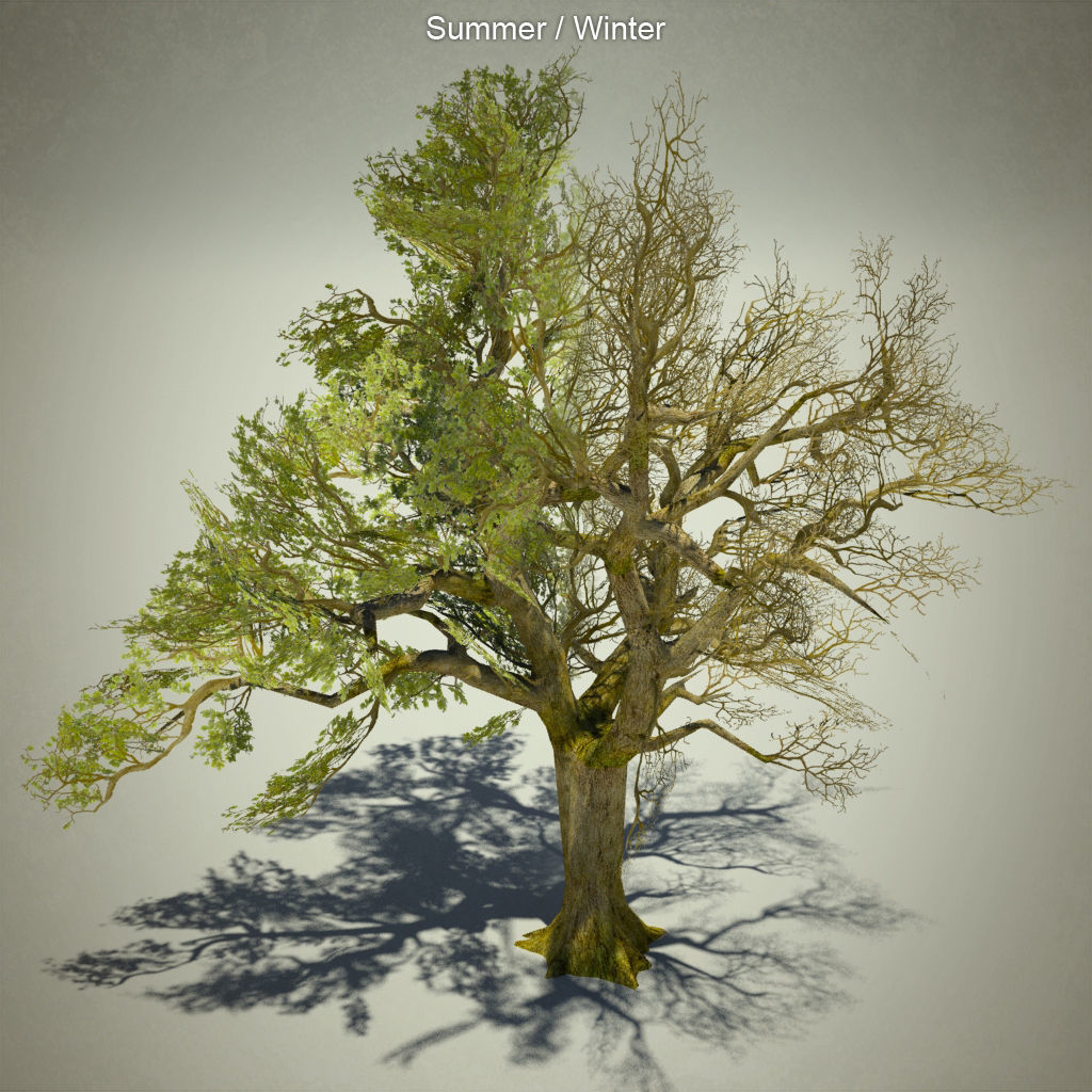 Tree oak with LOD Low-poly 3D model_8