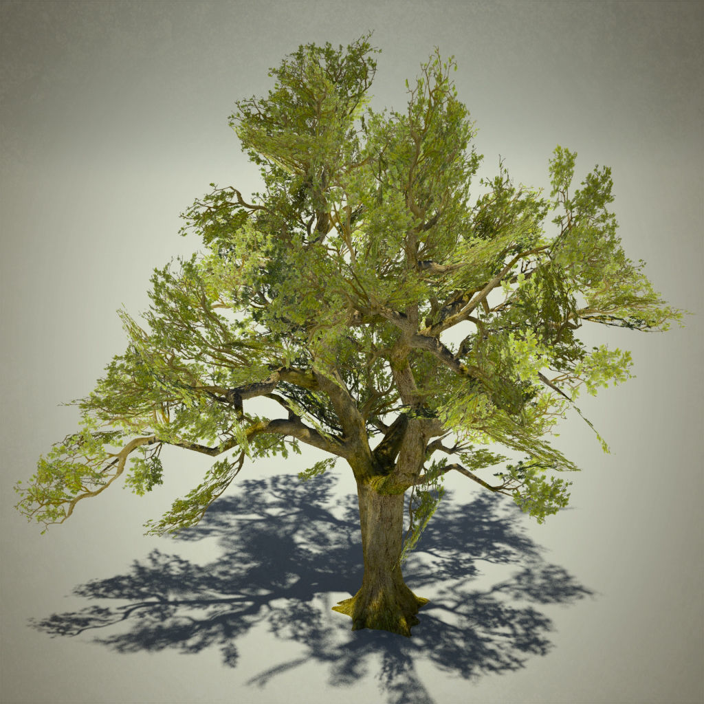 Tree oak with LOD Low-poly 3D model_10