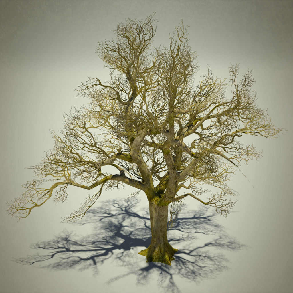 Tree oak with LOD Low-poly 3D model_9