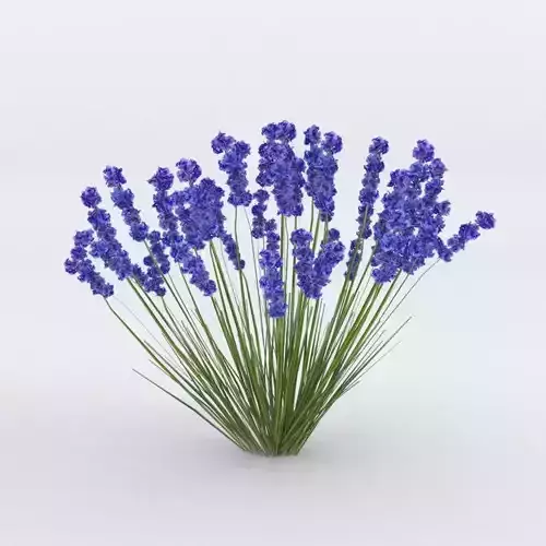 Lavender Plant 01 Low-poly 3D model