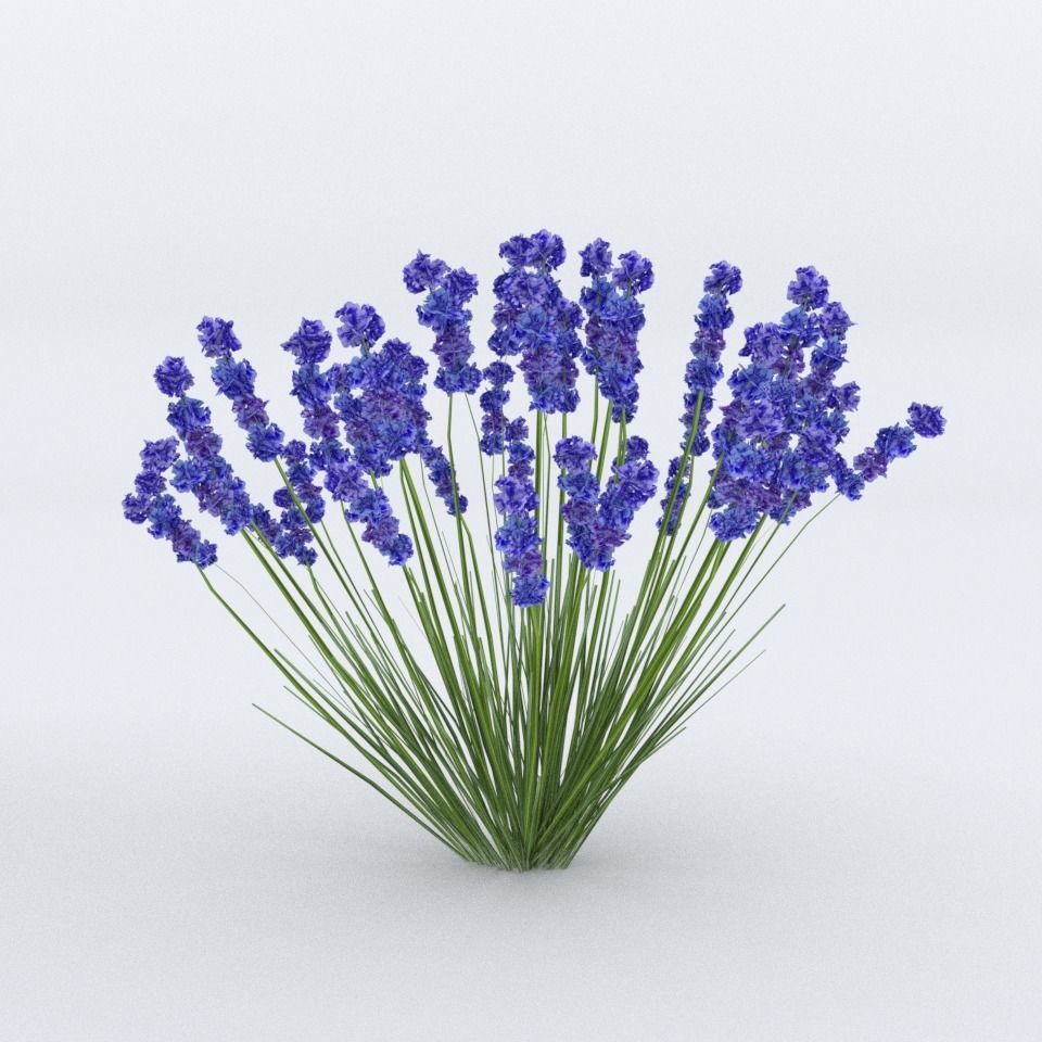 Lavender Plant 01