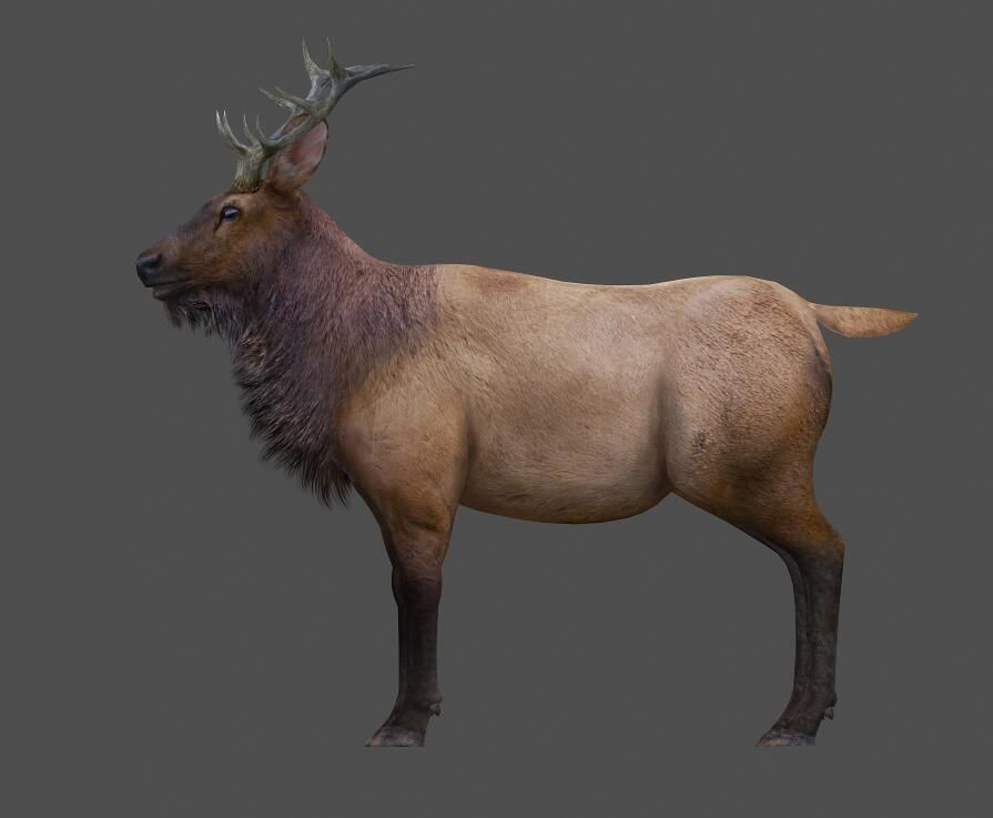 ELK  deer 3D model Low-poly 3D model_1