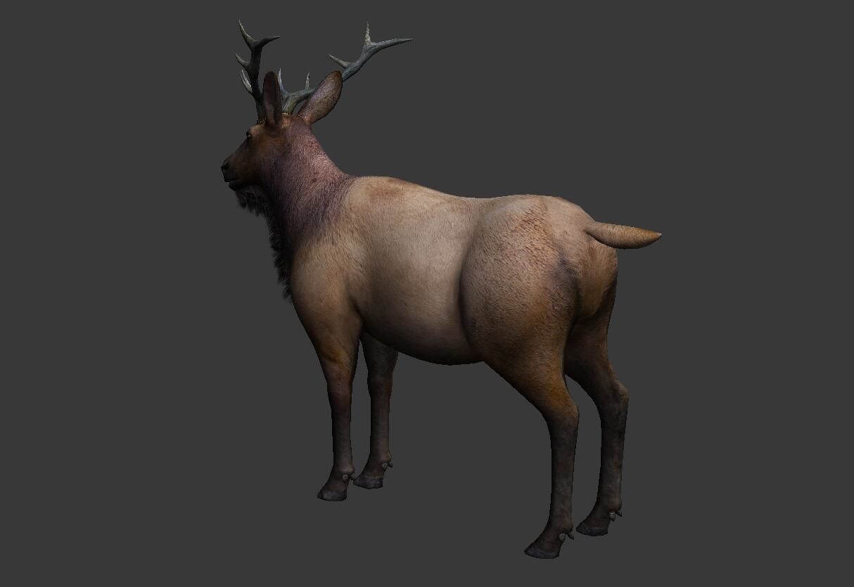 ELK  deer 3D model Low-poly 3D model_4