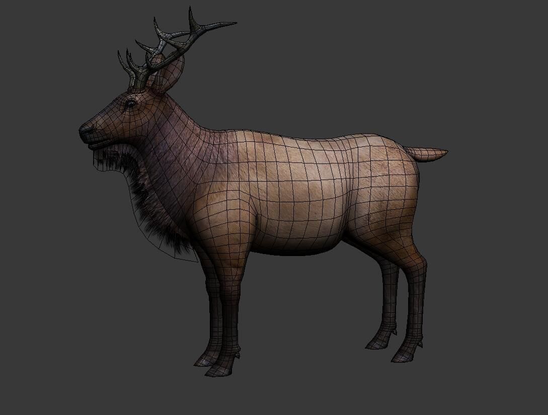 ELK  deer 3D model Low-poly 3D model_6