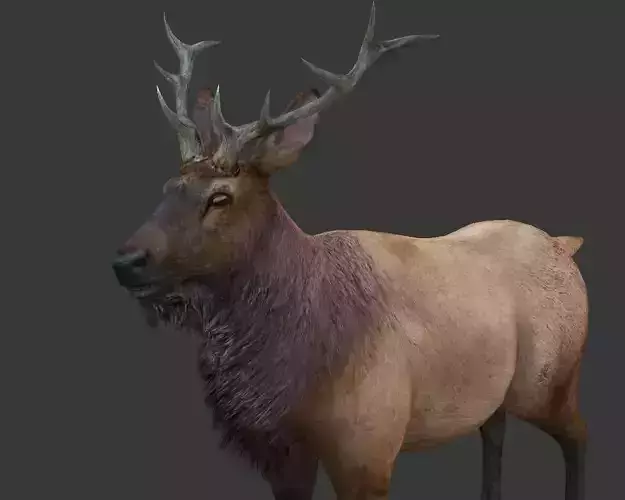 ELK  deer 3D model