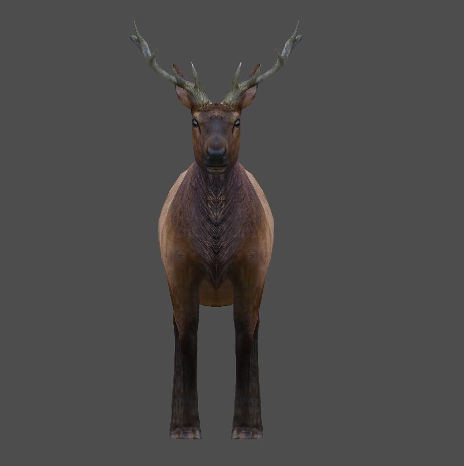 ELK  deer 3D model Low-poly 3D model_2