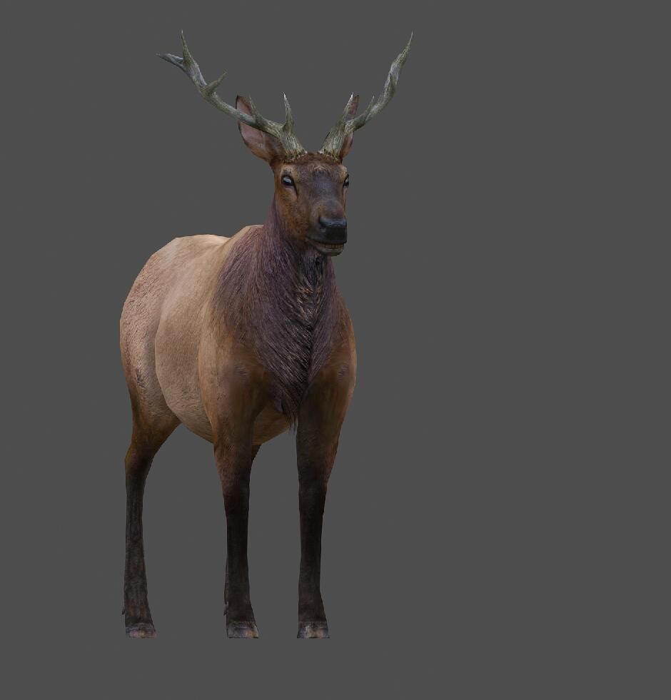 ELK  deer 3D model Low-poly 3D model_5