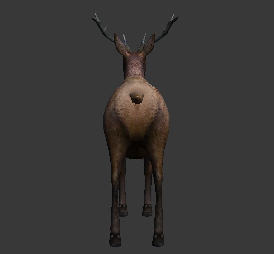 ELK  deer 3D model Low-poly 3D model_3