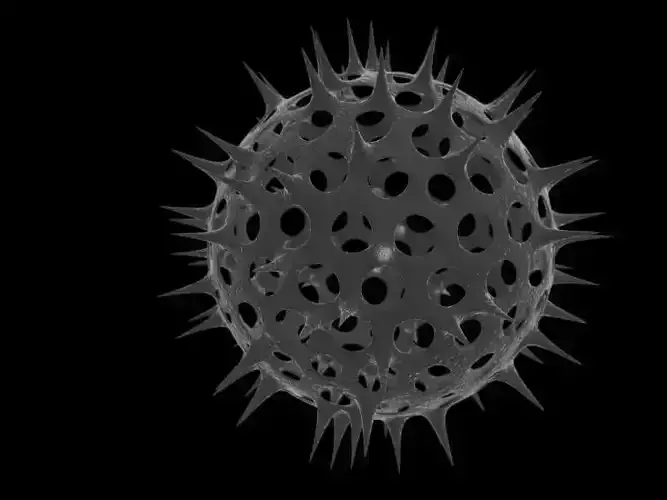 Spherical virus
