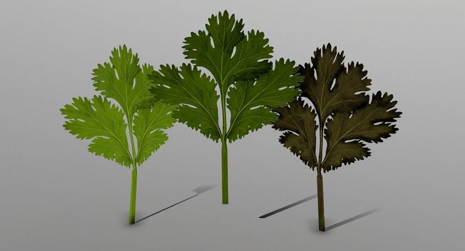 Coriander three leaves in geometric shape Low-poly 3D model