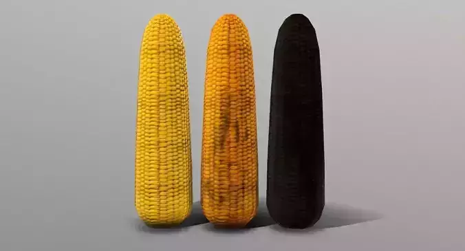 Corn Cob Low-poly 3D model