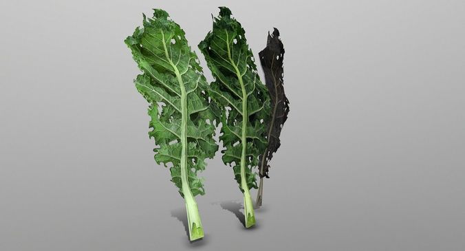 Kale Leaf Low-poly 3D model
