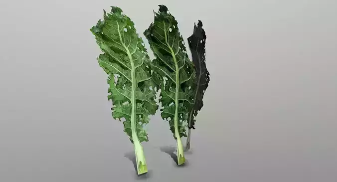 Kale Leaf Low-poly 3D model