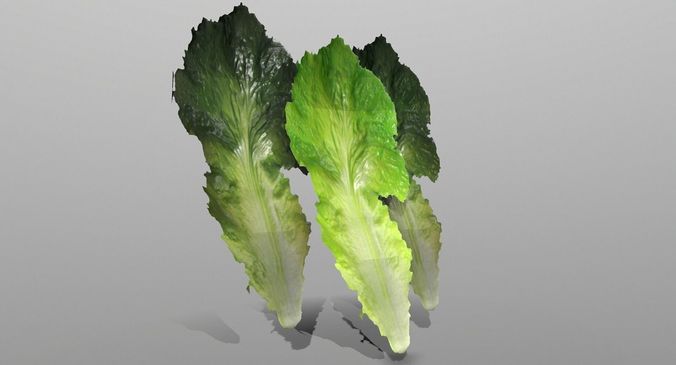 Lettuce Leaf Low-poly 3D model
