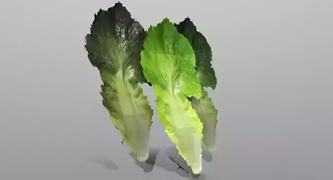Lettuce Leaf Low-poly 3D model